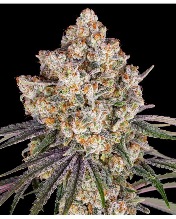 Semillas Ice Cream Cake Barney's Farm | 27% THC Índica