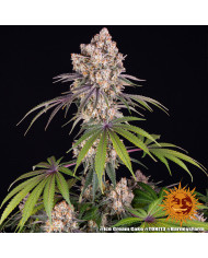 Semillas Ice Cream Cake Barney's Farm | 27% THC Índica