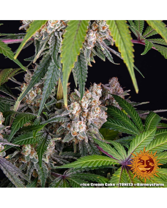 Semillas Ice Cream Cake Barney's Farm | 27% THC Índica