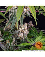 Semillas Ice Cream Cake Barney's Farm | 27% THC Índica