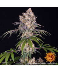 Semillas Ice Cream Cake Barney's Farm | 27% THC Índica