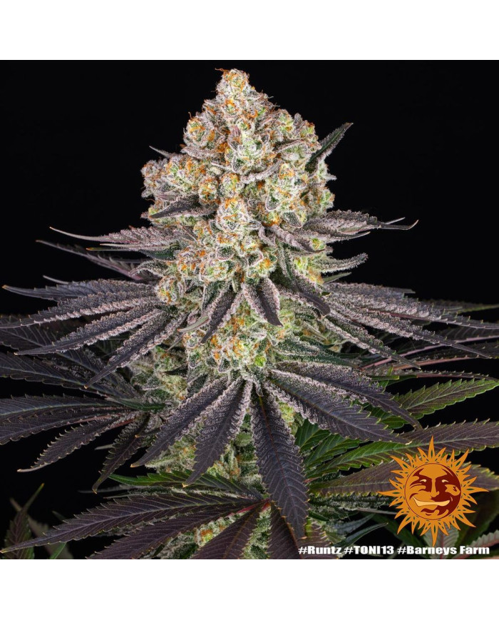 Semillas Runtz Barney's Farm | 29% THC | Híbrido 50/50