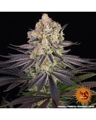 Semillas Runtz Barney's Farm | 29% THC | Híbrido 50/50