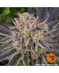 Semillas Runtz Barney's Farm | 29% THC | Híbrido 50/50