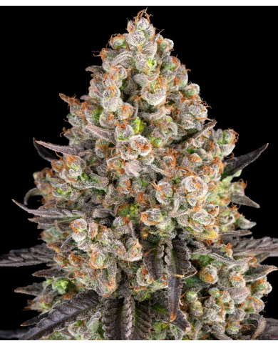 Semillas OG Kush Barney's Farm | 26% THC | Clásica Indica