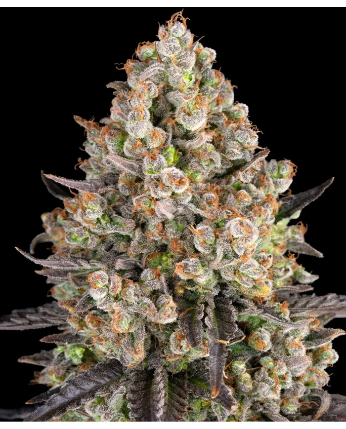 Semillas OG Kush Barney's Farm | 26% THC | Clásica Indica