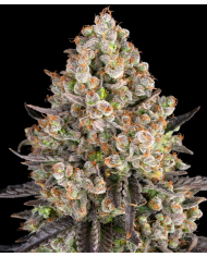 Semillas OG Kush Barney's Farm | 26% THC | Clásica Indica