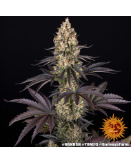 Semillas OG Kush Barney's Farm | 26% THC | Clásica Indica