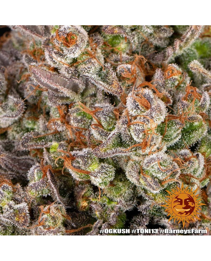 Semillas OG Kush Barney's Farm | 26% THC | Clásica Indica