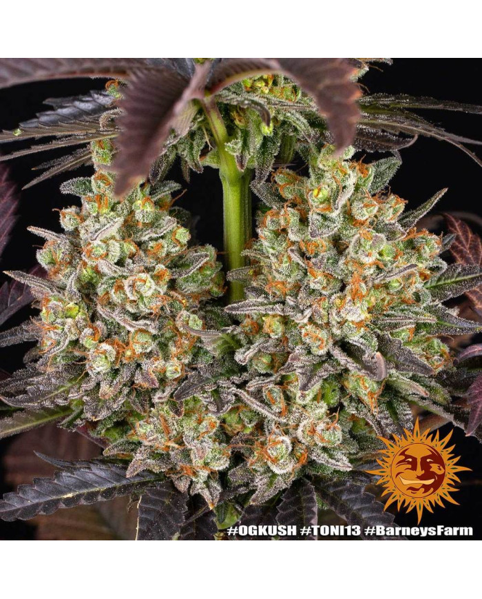 Semillas OG Kush Barney's Farm | 26% THC | Clásica Indica