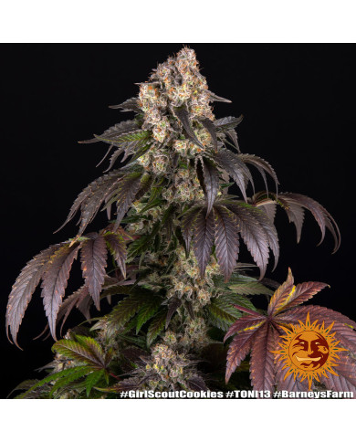 Semillas Girl Scout Cookies Barney's Farm | 28% THC