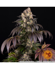 Semillas Girl Scout Cookies Barney's Farm | 28% THC