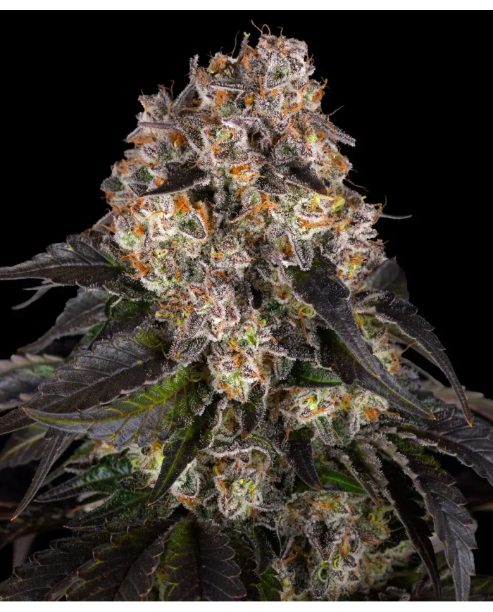 Semillas Girl Scout Cookies Barney's Farm | 28% THC