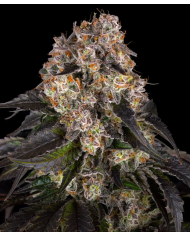 Semillas Girl Scout Cookies Barney's Farm | 28% THC