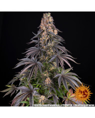 Semillas Girl Scout Cookies Barney's Farm | 28% THC