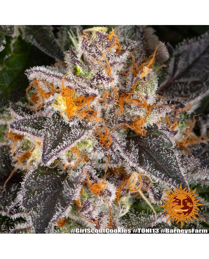Semillas Girl Scout Cookies Barney's Farm | 28% THC