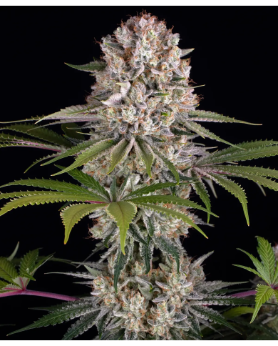 Semillas Amnesia Haze Barney's Farm | 24% THC | Sativa 80/20