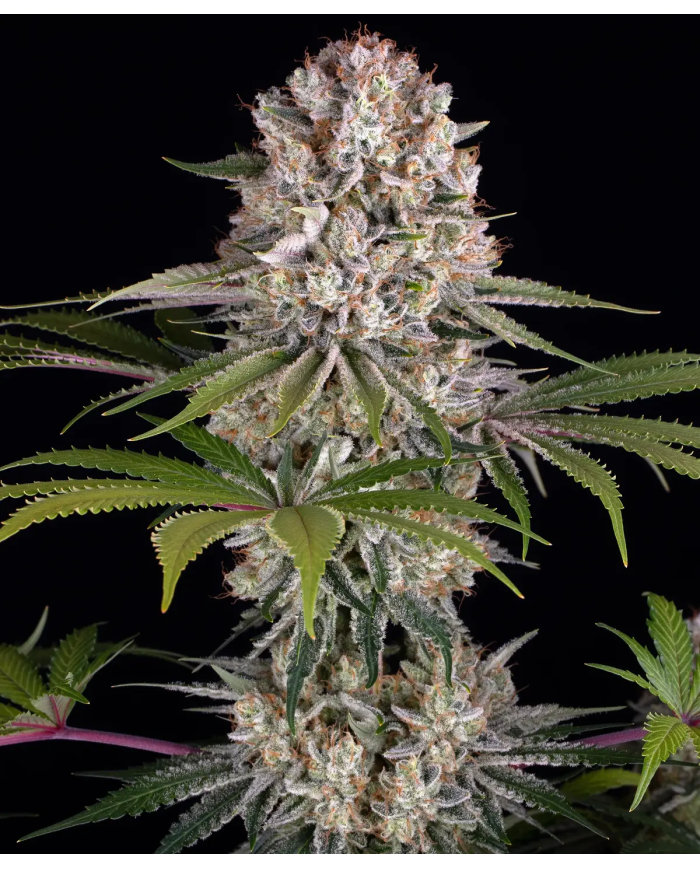 Semillas Amnesia Haze Barney's Farm | 24% THC | Sativa 80/20
