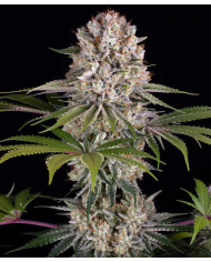 Semillas Amnesia Haze Barney's Farm | 24% THC | Sativa 80/20