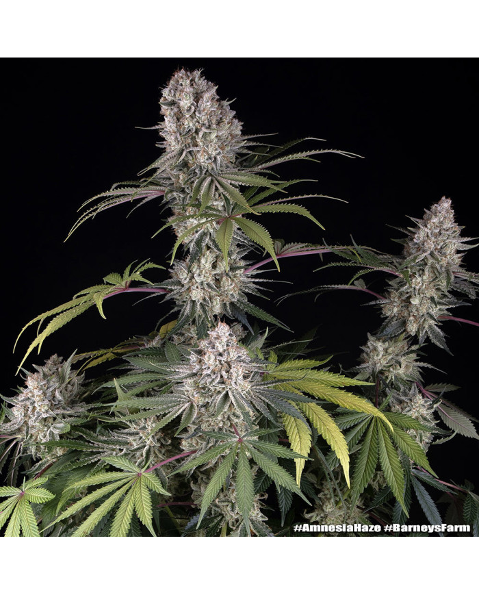Semillas Amnesia Haze Barney's Farm | 24% THC | Sativa 80/20