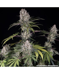 Semillas Amnesia Haze Barney's Farm | 24% THC | Sativa 80/20