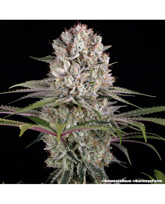 Semillas Amnesia Haze Barney's Farm | 24% THC | Sativa 80/20