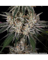 Semillas Amnesia Haze Barney's Farm | 24% THC | Sativa 80/20