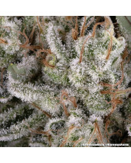Semillas Amnesia Haze Barney's Farm | 24% THC | Sativa 80/20