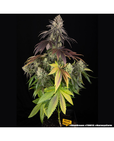 Semillas Blue Dream Barney's Farm | 28% THC | Sativa 60/40