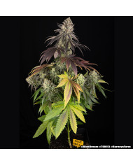 Semillas Blue Dream Barney's Farm | 28% THC | Sativa 60/40