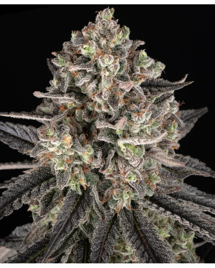 Semillas Blue Dream Barney's Farm | 28% THC | Sativa 60/40