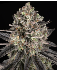 Semillas Blue Dream Barney's Farm | 28% THC | Sativa 60/40