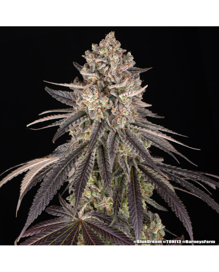 Semillas Blue Dream Barney's Farm | 28% THC | Sativa 60/40