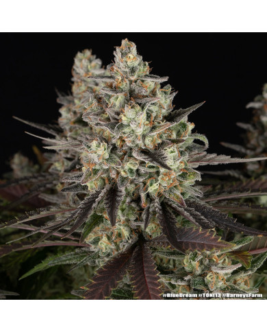 Semillas Blue Dream Barney's Farm | 28% THC | Sativa 60/40