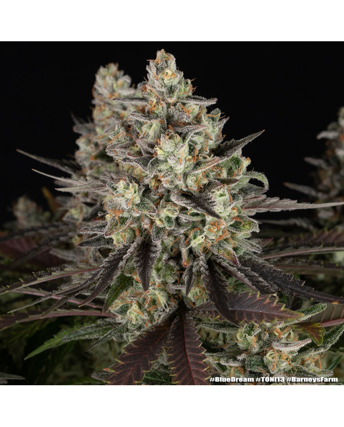 Semillas Blue Dream Barney's Farm | 28% THC | Sativa 60/40