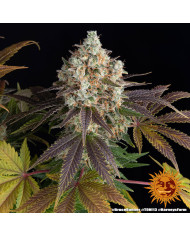 Semillas Bruce Banner Barney's Farm | 28% THC | Sativa 60/40