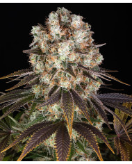 Semillas Bruce Banner Barney's Farm | 28% THC | Sativa 60/40