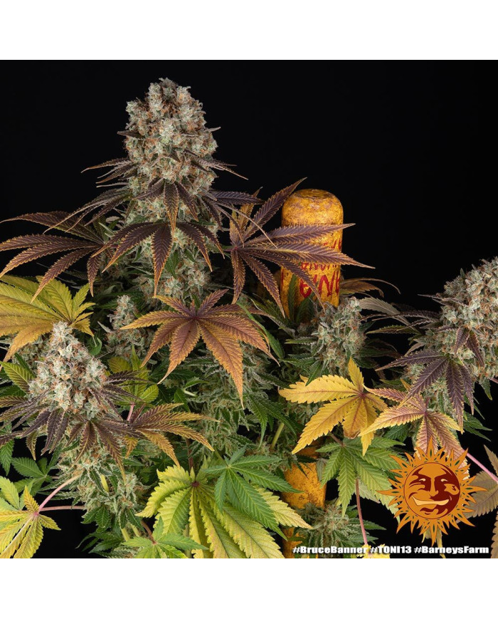 Semillas Bruce Banner Barney's Farm | 28% THC | Sativa 60/40