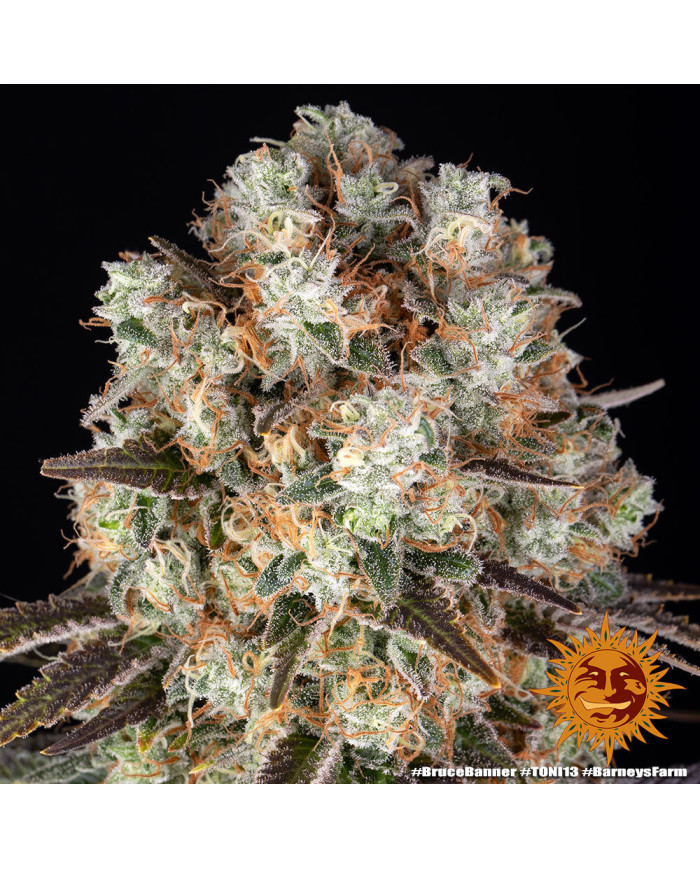 Semillas Bruce Banner Barney's Farm | 28% THC | Sativa 60/40