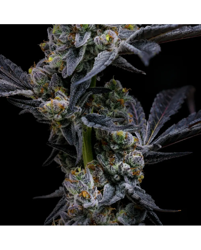 Semillas GMO Cookies Barney's Farm | 30% THC | Indica 90/10