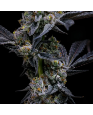 Semillas GMO Cookies Barney's Farm | 30% THC | Indica 90/10