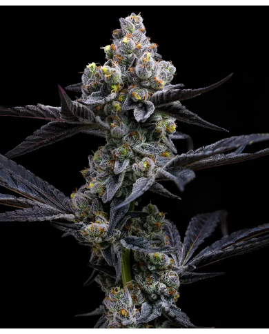 Semillas GMO Cookies Barney's Farm | 30% THC | Indica 90/10