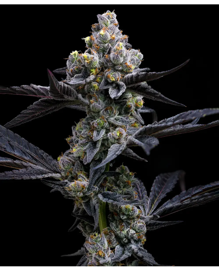 Semillas GMO Cookies Barney's Farm | 30% THC | Indica 90/10