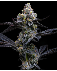 Semillas GMO Cookies Barney's Farm | 30% THC | Indica 90/10