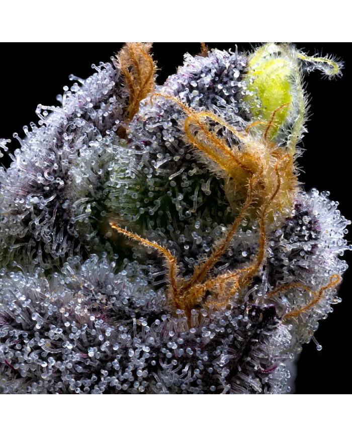 Semillas GMO Cookies Barney's Farm | 30% THC | Indica 90/10