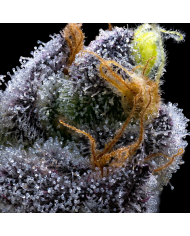 Semillas GMO Cookies Barney's Farm | 30% THC | Indica 90/10