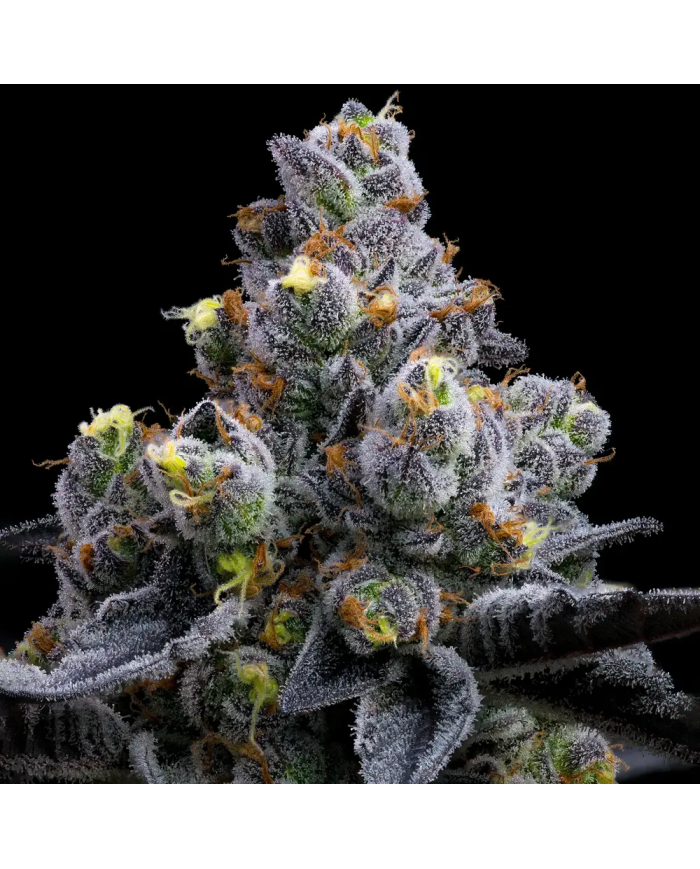 Semillas GMO Cookies Barney's Farm | 30% THC | Indica 90/10