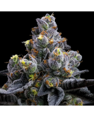 Semillas GMO Cookies Barney's Farm | 30% THC | Indica 90/10