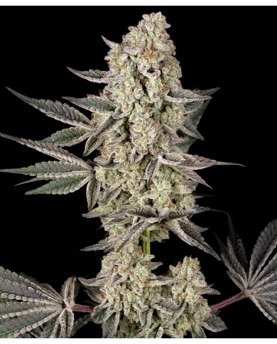 Semillas Jelly Cake Barney's Farm | 27% THC | Índica 80/20