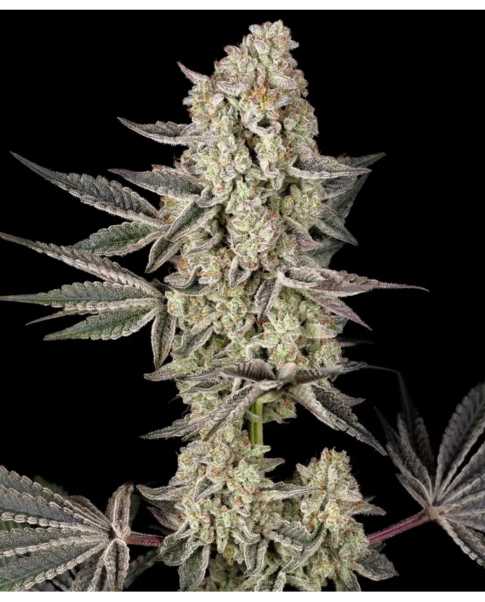 Semillas Jelly Cake Barney's Farm | 27% THC | Índica 80/20